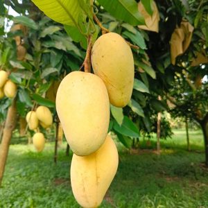 ৬-কেজি কাটিমন আম