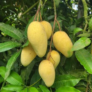 ২০-কেজি কাটিমন আম
