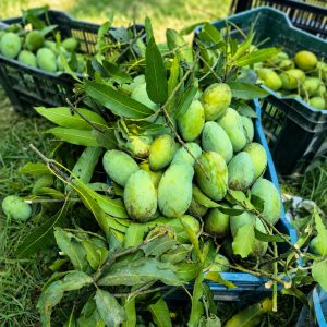 আমরুপালি  ম্যাংগো - 10KG